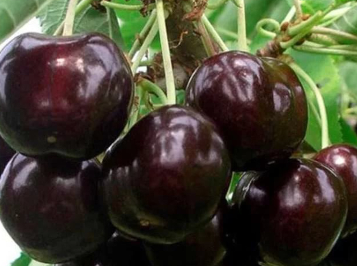 Купить саженцы черешни сорт ипуть