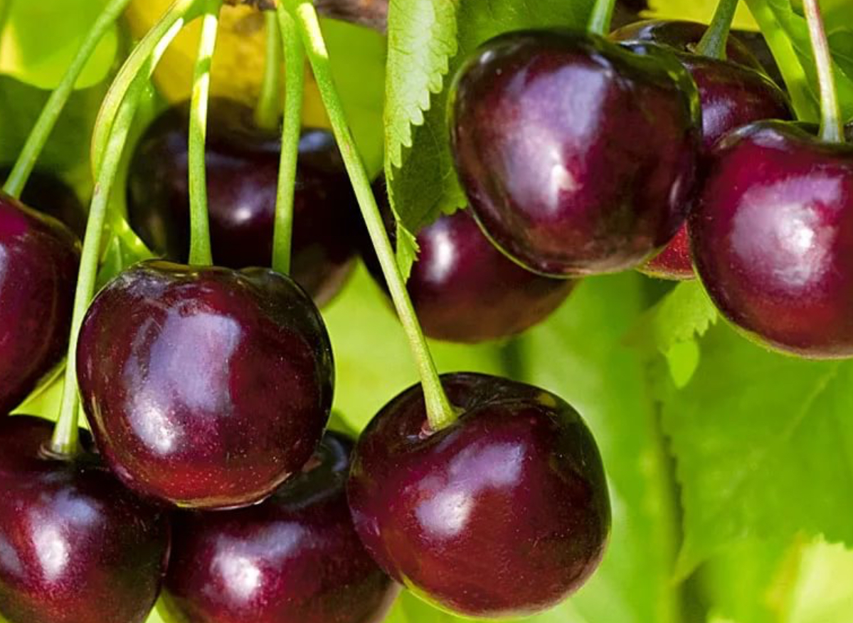 Купить саженцы черешни сорт ленинградская черная