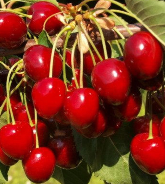 Купить саженцы черешни сорт наполеон розовый