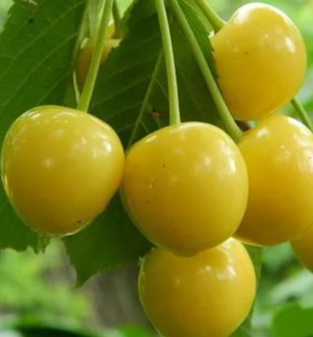 Купить саженцы черешни сорт приусадебная желтая