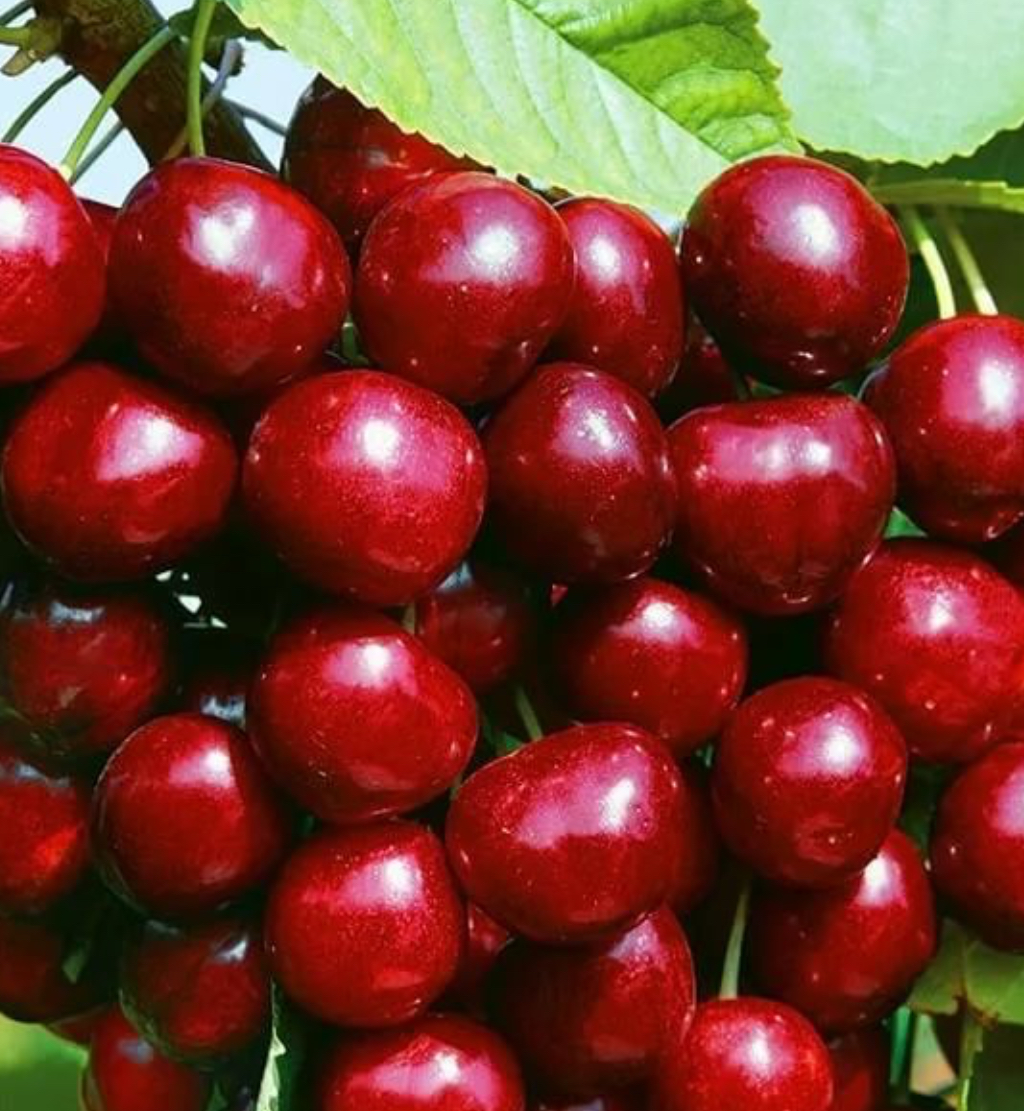 Купить саженцы черешни сорт ревна