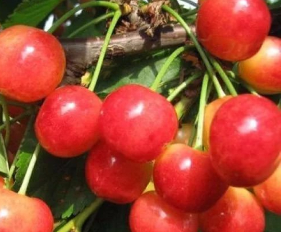 Купить саженцы черешни сорт франц иосиф