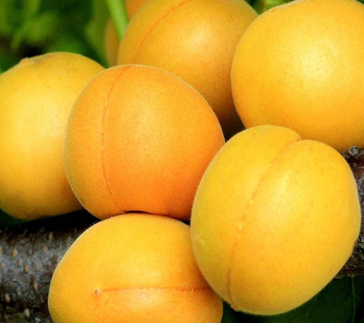 Купить саженцы абрикос алеша  2 года 