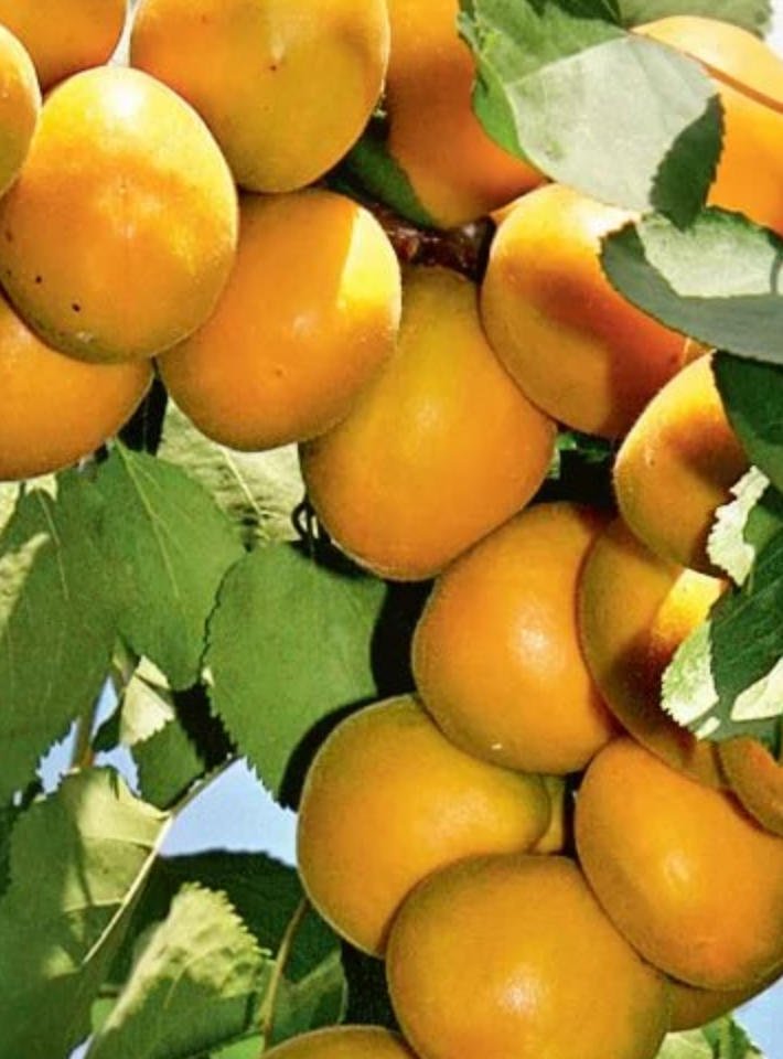 Купить саженцы абрикос лель 2 года