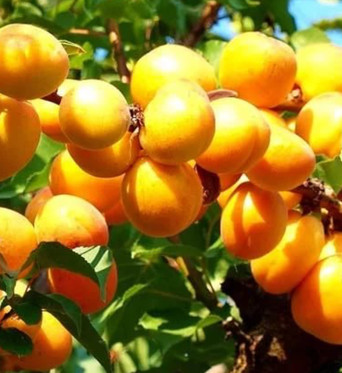 Купить абрикос триумф северный 2 года