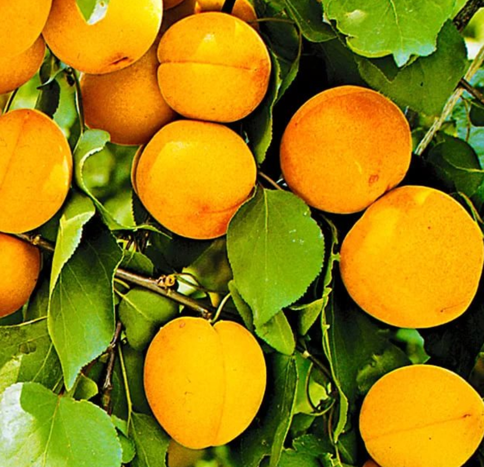 Купить саженцы абрикоса двухлетнего царский желтый