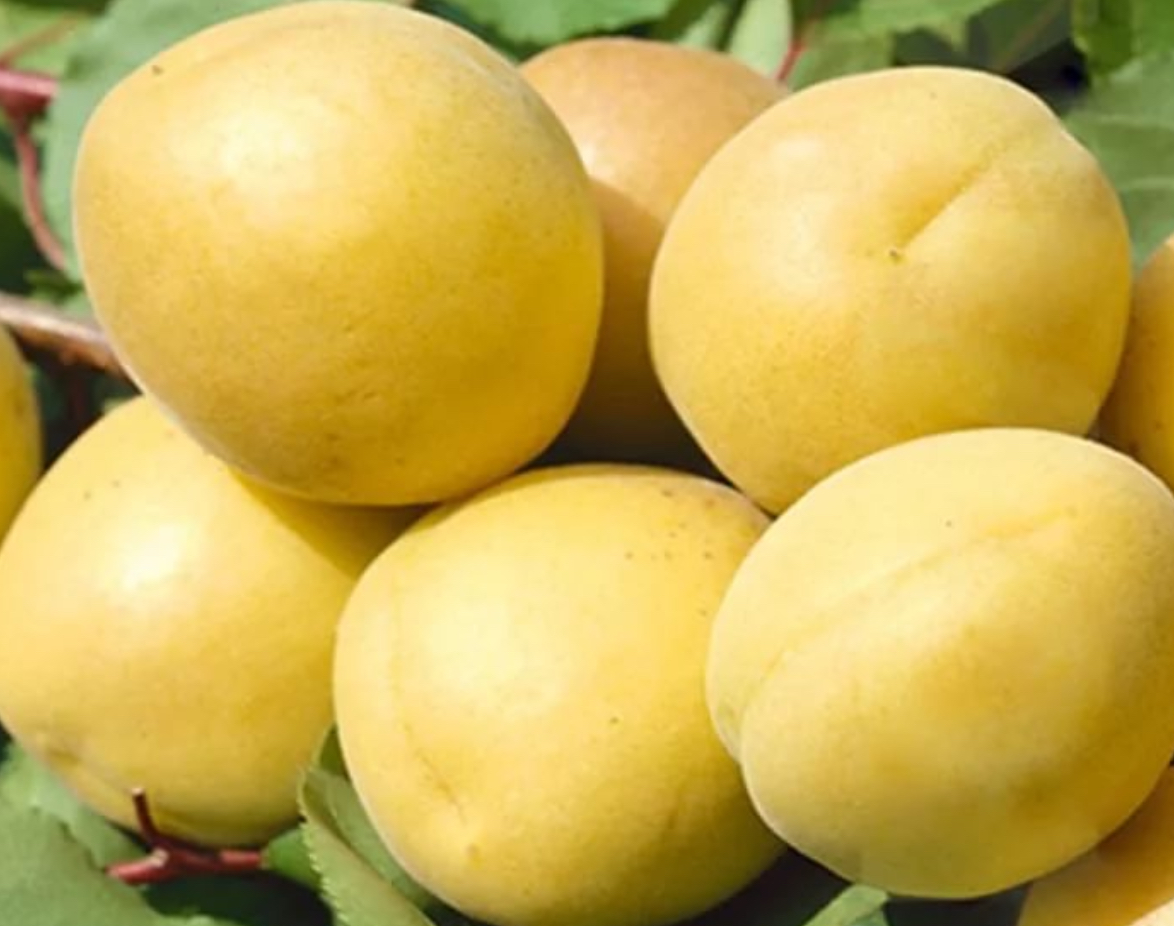 Купить саженцы абрикоса 2 года шалах желтый