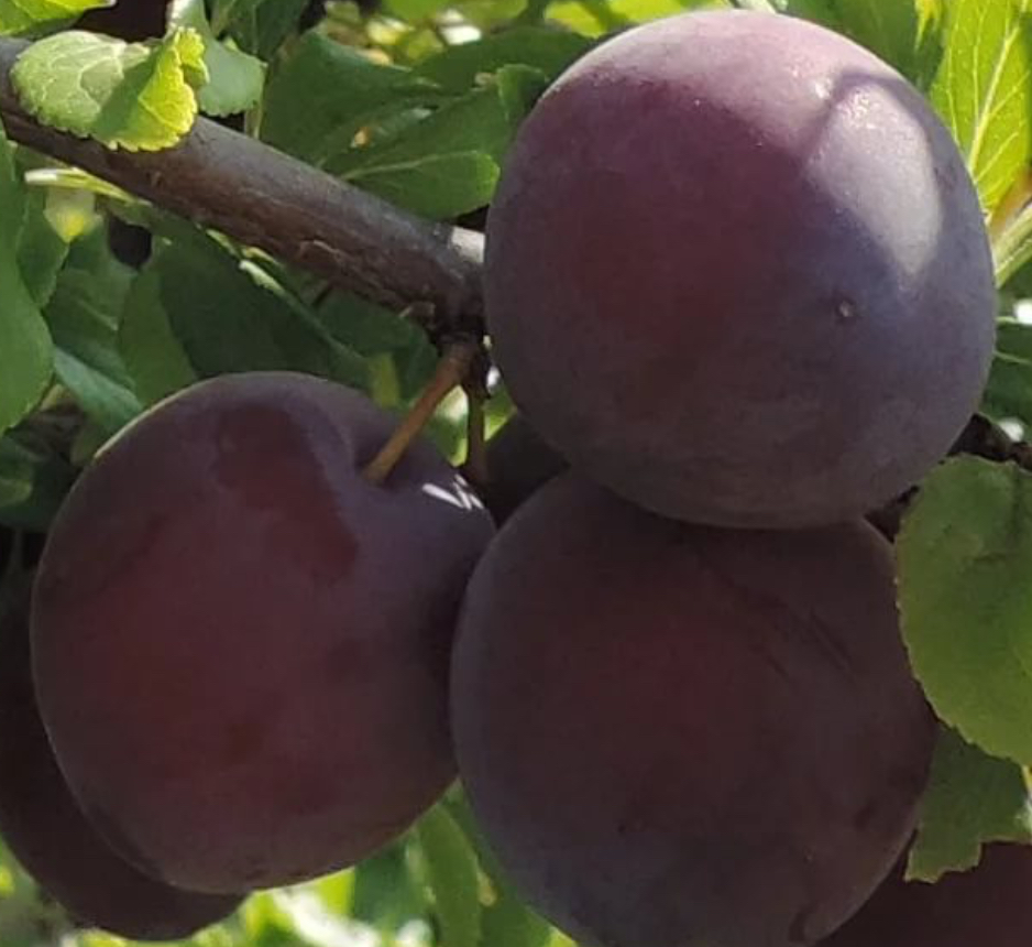 Купить саженцы абрикос черный бархат двухлетка