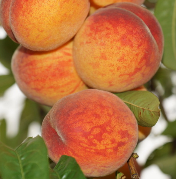 Купить саженцы персика сорт  киевский ранний 6 лет