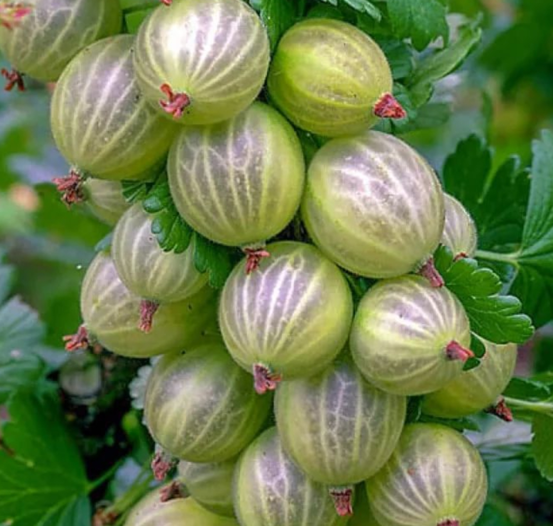 Купить саженцы крыжовника 4 года