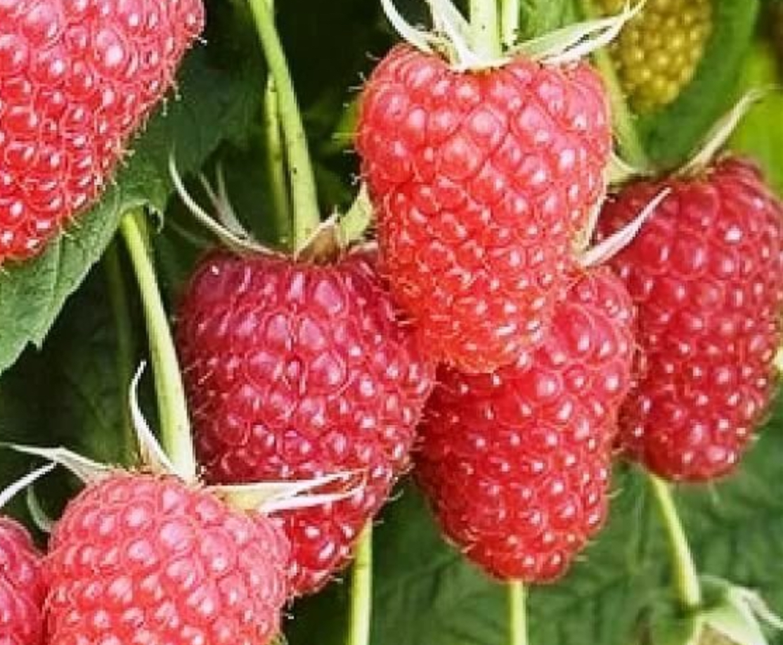 Купить саженцы малины 5 лет