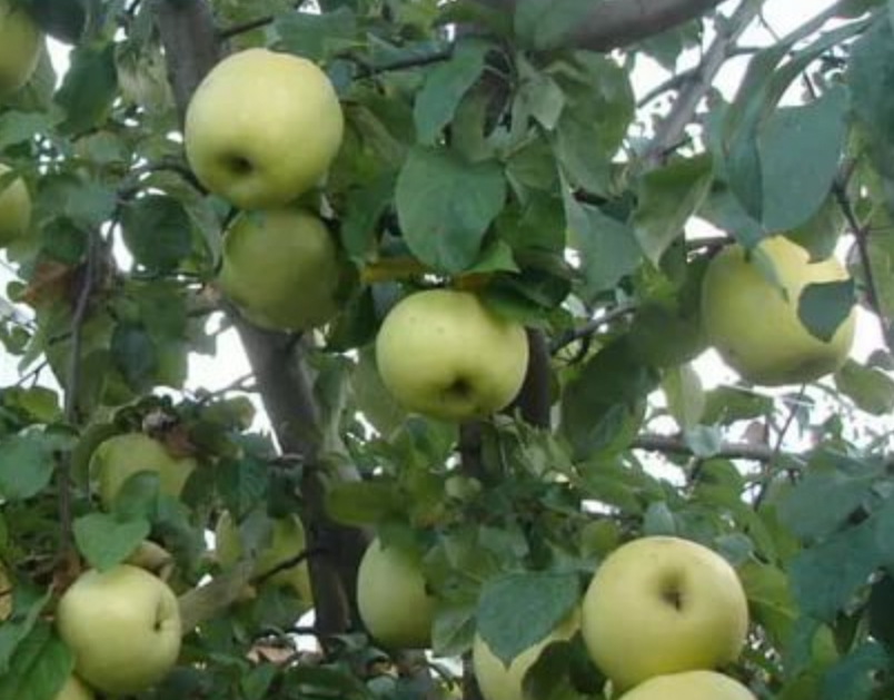 Купить саженцы яблони 6 лет сорт антоновка