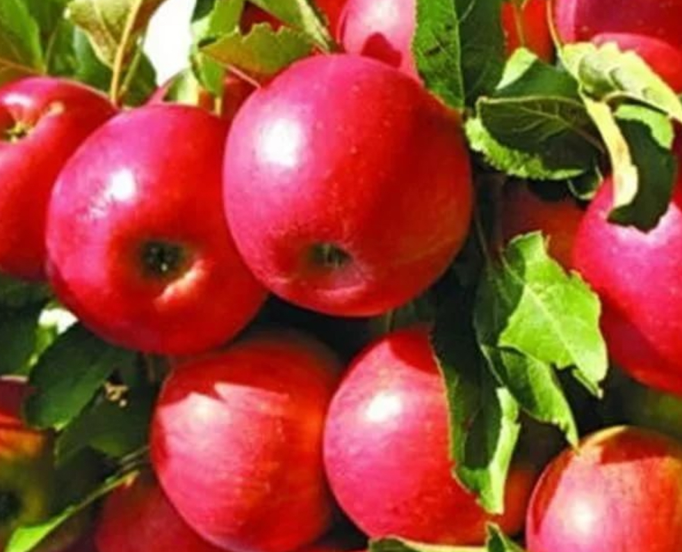 Купить саженцы яблони 6 лет сорт айдаред