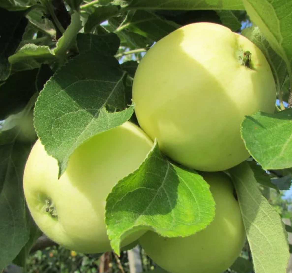 Купить саженцы яблони 6 лет сорт белый налив