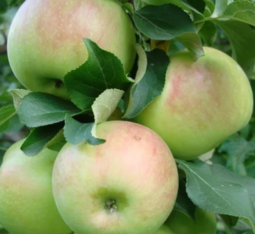 Купить саженцы яблони сорт богатырь шестилетка