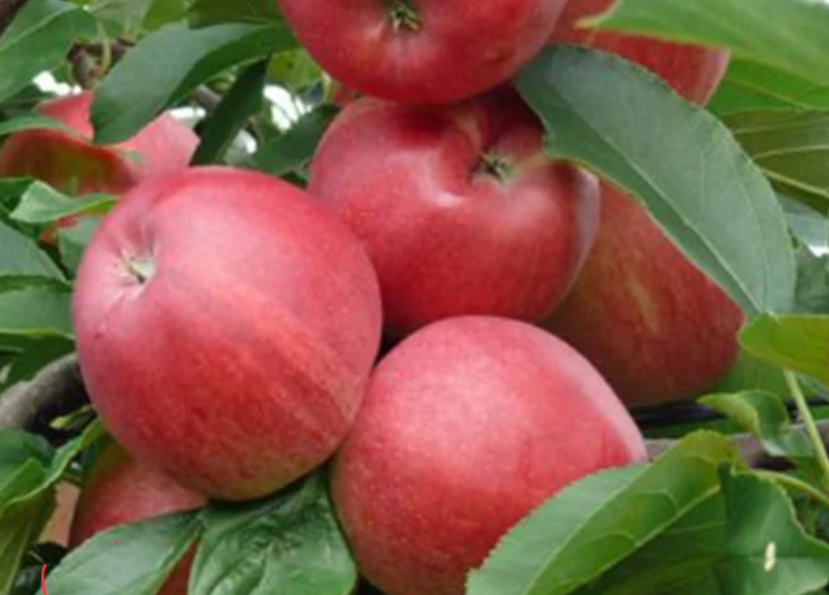 Купить саженцы яблони 6 лет сорт джонатан 