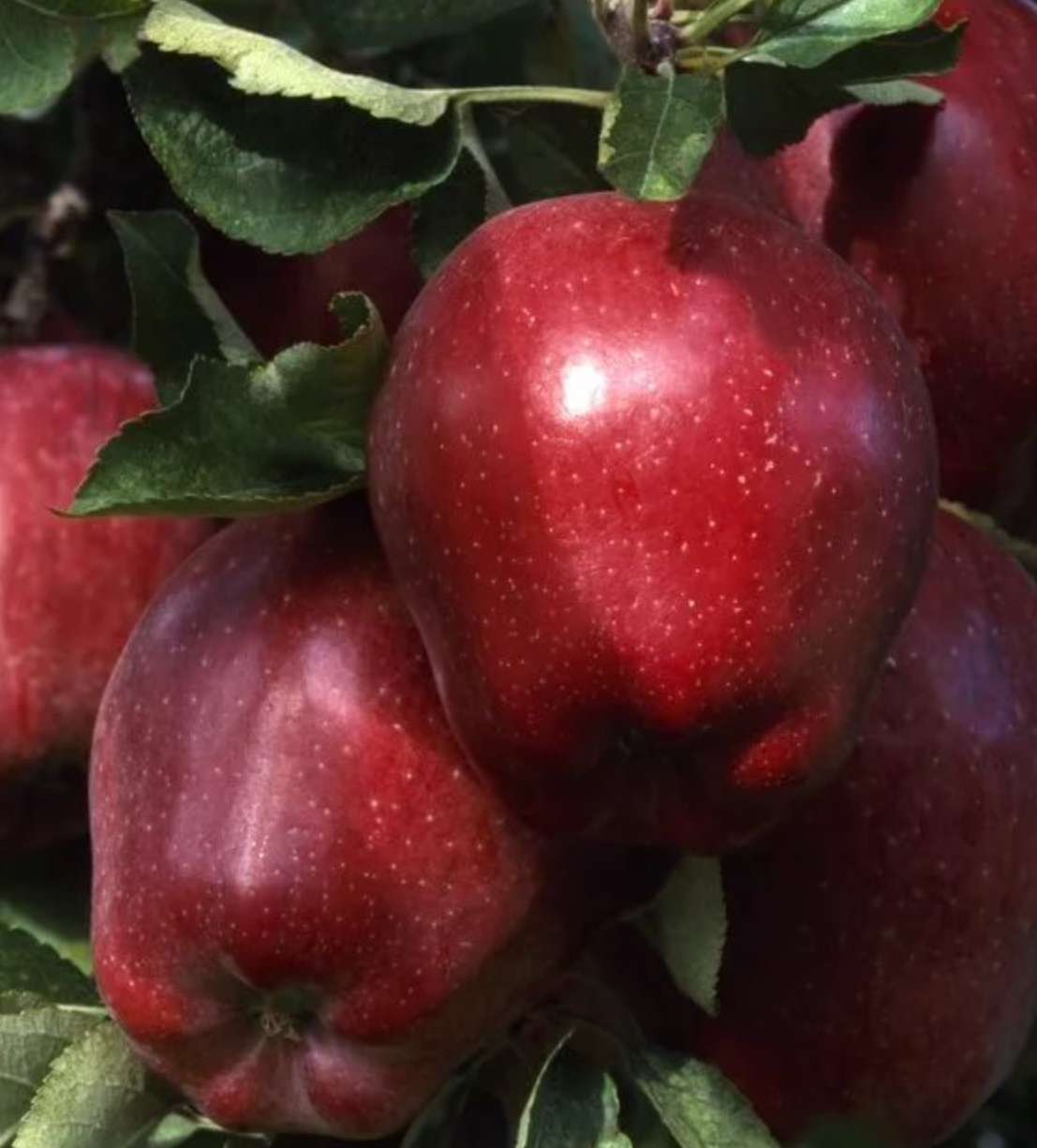 Купить саженцы яблони 6 лет сорт делишес