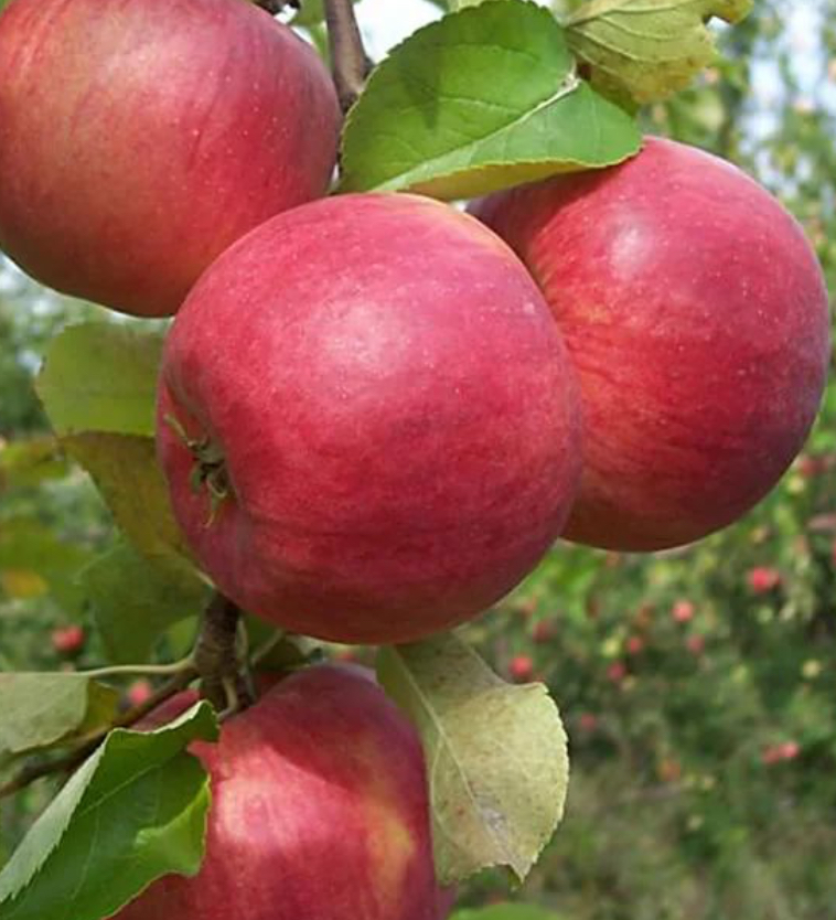 Купить саженцы яблони сорт жигулевское трехлетняя