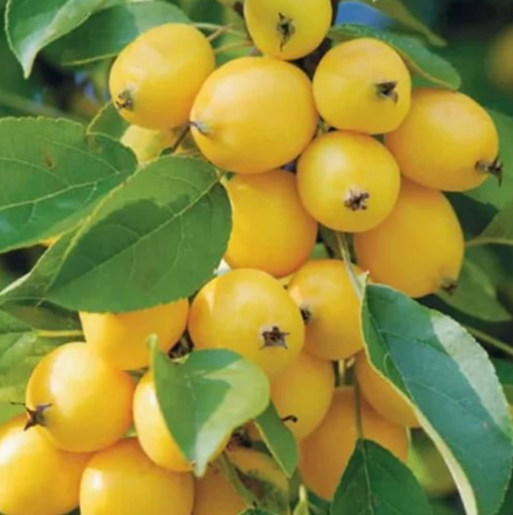 Купить саженцы яблони 6 лет сорт китайка желтая 