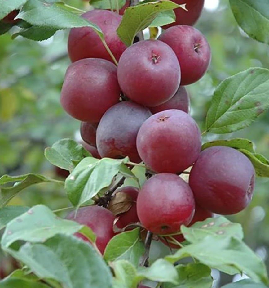 Купить саженцы яблони 6 лет сорт китайка красная 