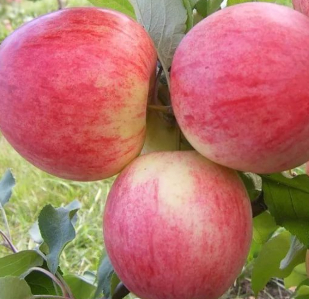 Купить саженцы яблони 6 лет сорт конфетное 