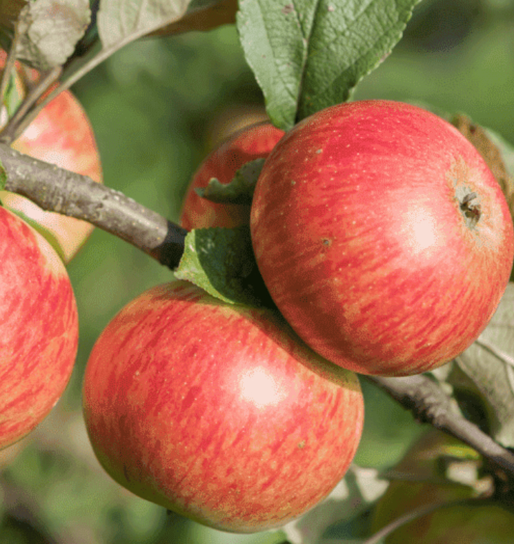 Купить саженцы яблони 6 лет