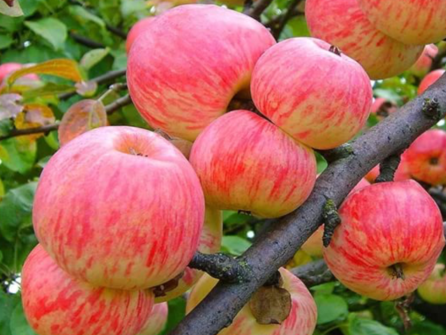 Купить саженцы яблони 6 лет