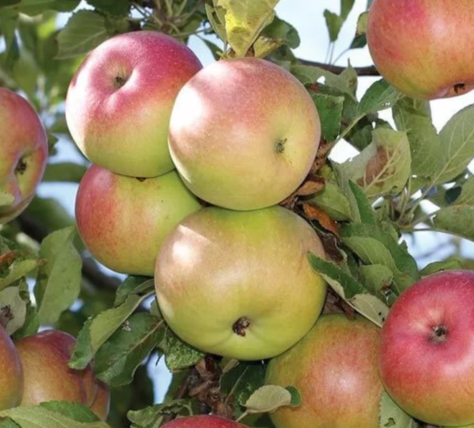 Купить саженцы яблони 6 лет