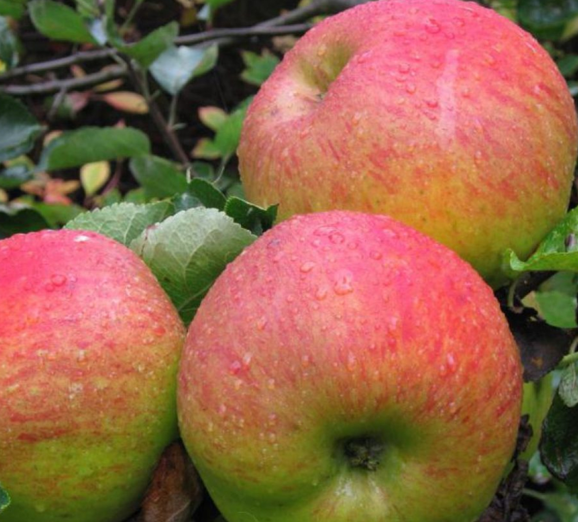 Купить саженцы яблони 6 лет