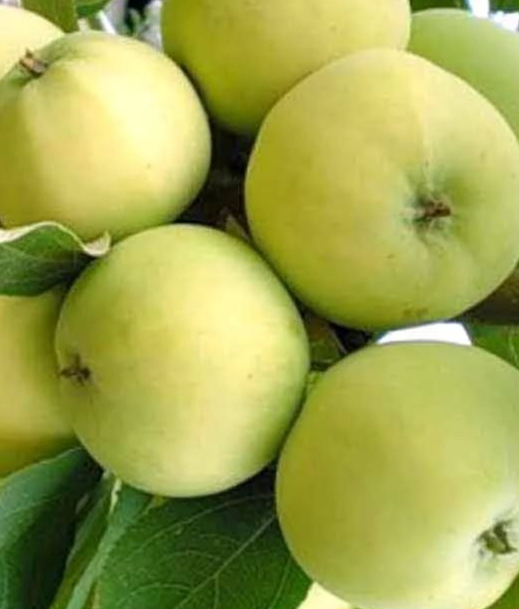 Купить саженцы яблони 6 лет