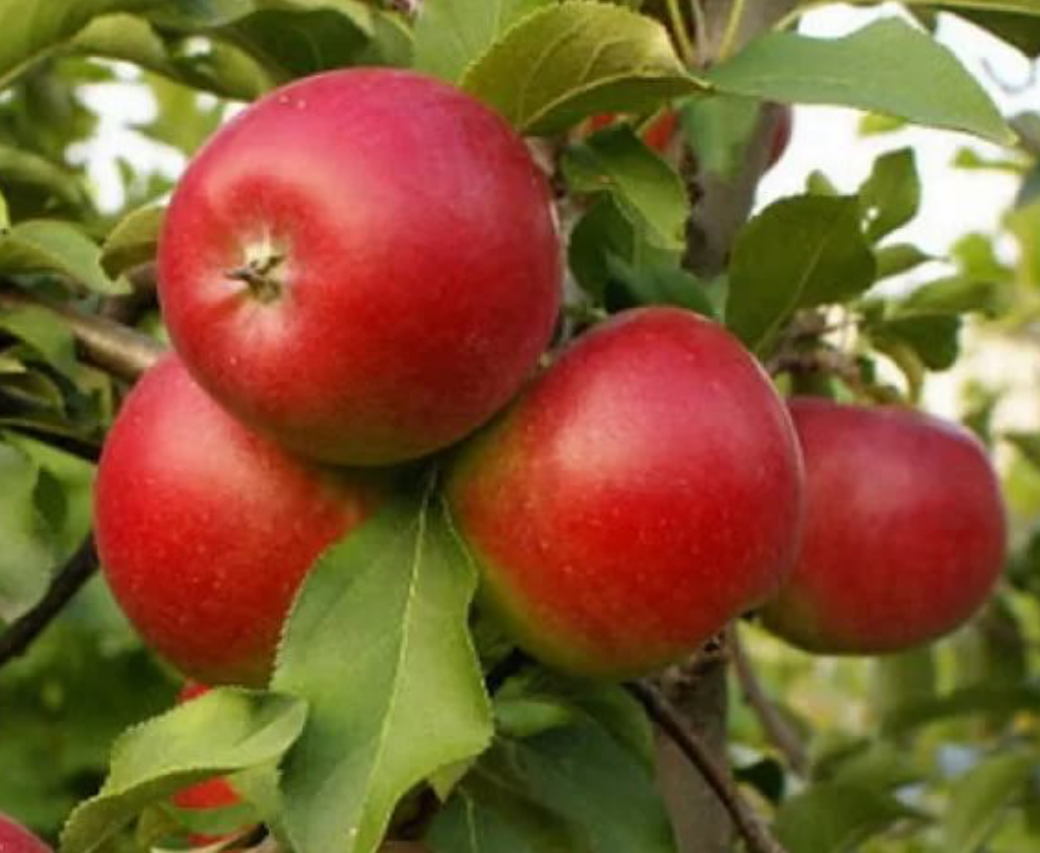 Купить саженцы яблони 6 лет