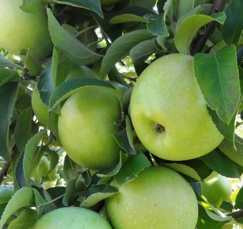 Купить саженцы яблони 6 лет