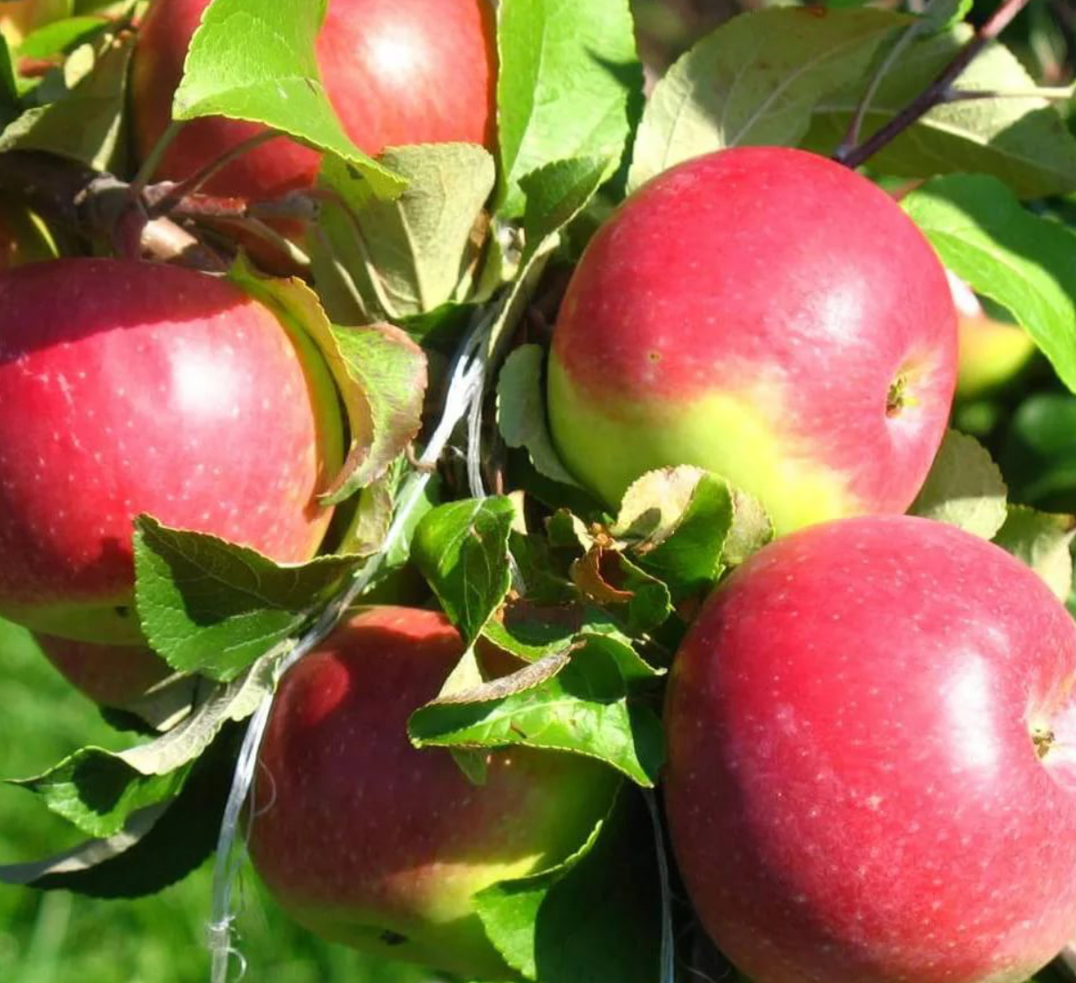 Купить саженцы яблони 6 лет