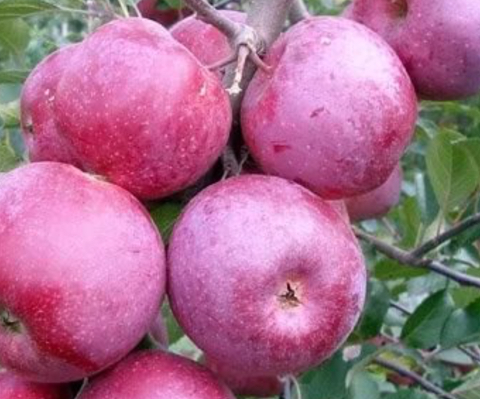 Купить саженцы яблони 6 лет