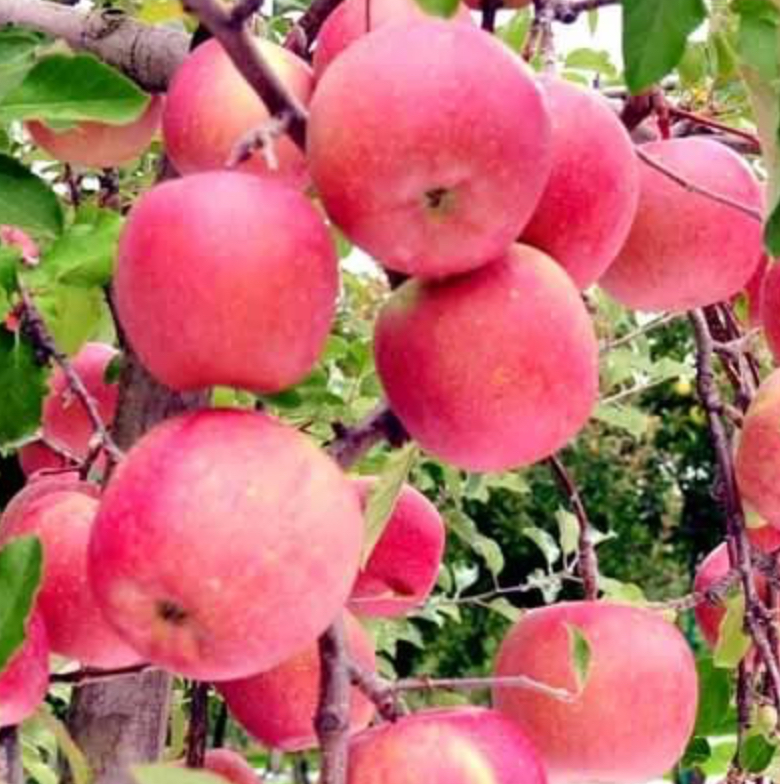 Купить саженцы яблони 6 лет