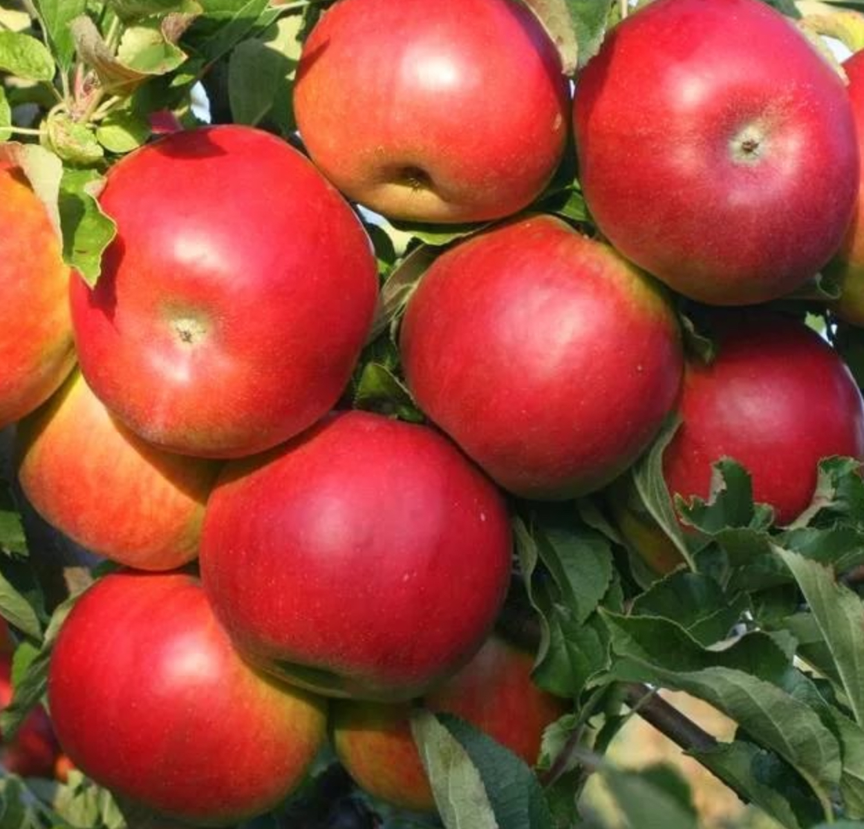 Купить саженцы яблони 6 лет