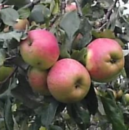 Купить саженцы яблони 6 лет