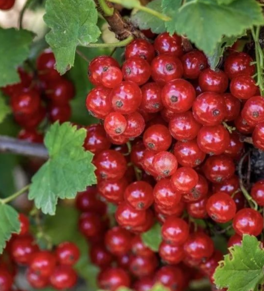 Купить саженцы красной смородины 6 лет