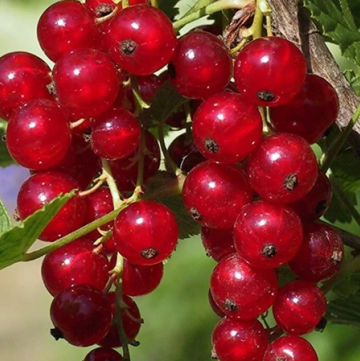 Купить саженцы красной смородины 6 лет