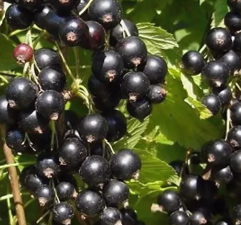 Купить саженцы черной смородины сорт багира
