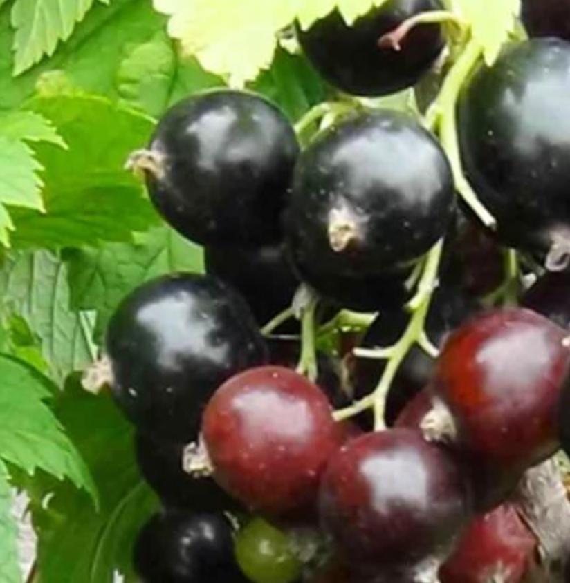 Купить саженцы черной смородины сорт добрыня