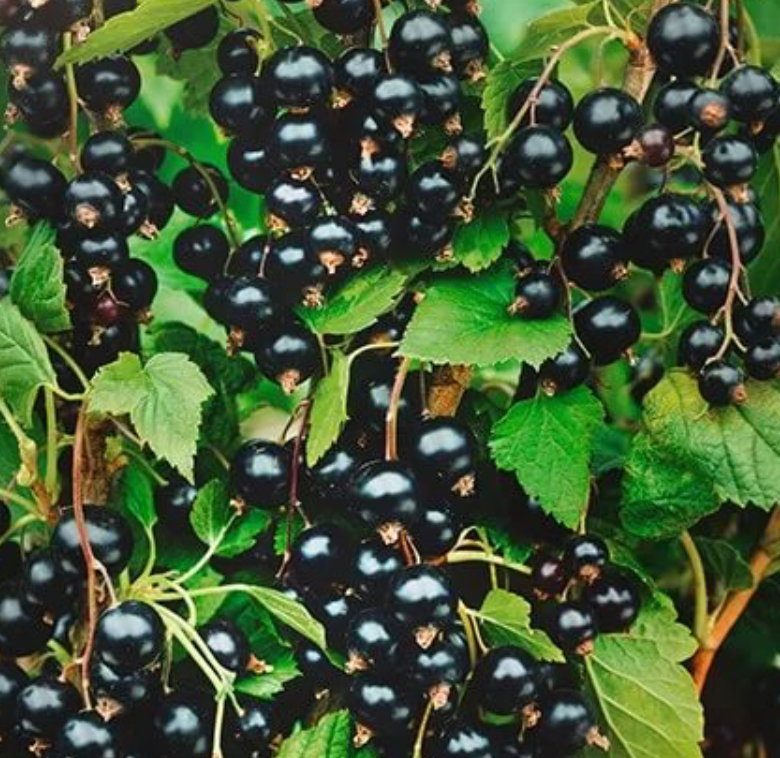 Купить саженцы черной смородины сорт перун