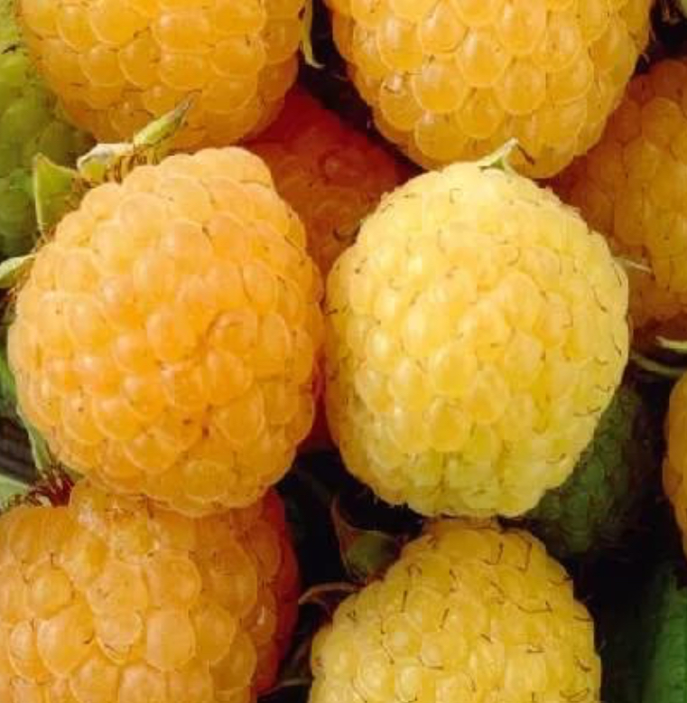 Купить саженцы малины 5 лет