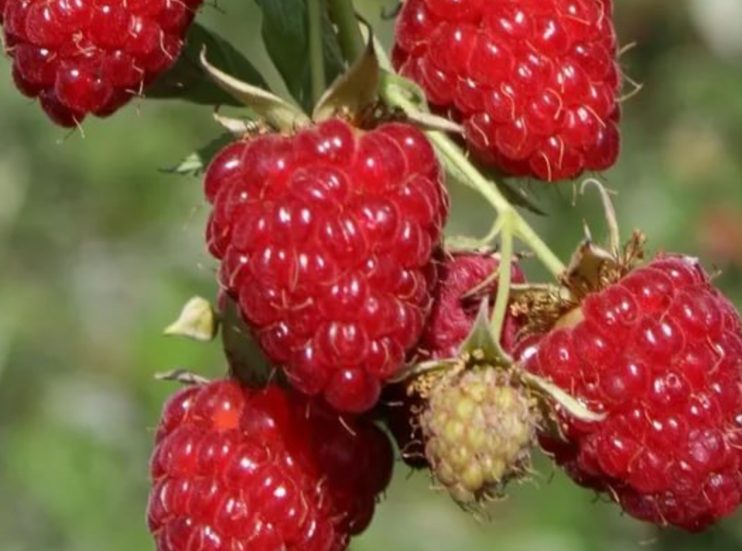 Купить саженцы малины 5 лет