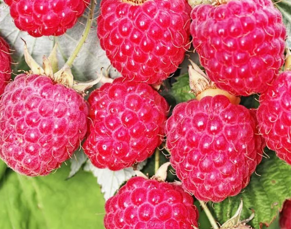 Купить саженцы малины 5 лет