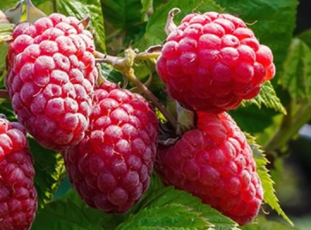 Купить саженцы малины 5 лет