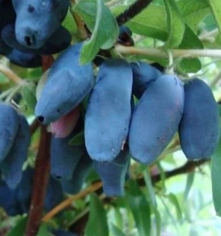 Купить саженцы жимолости трёхлетка