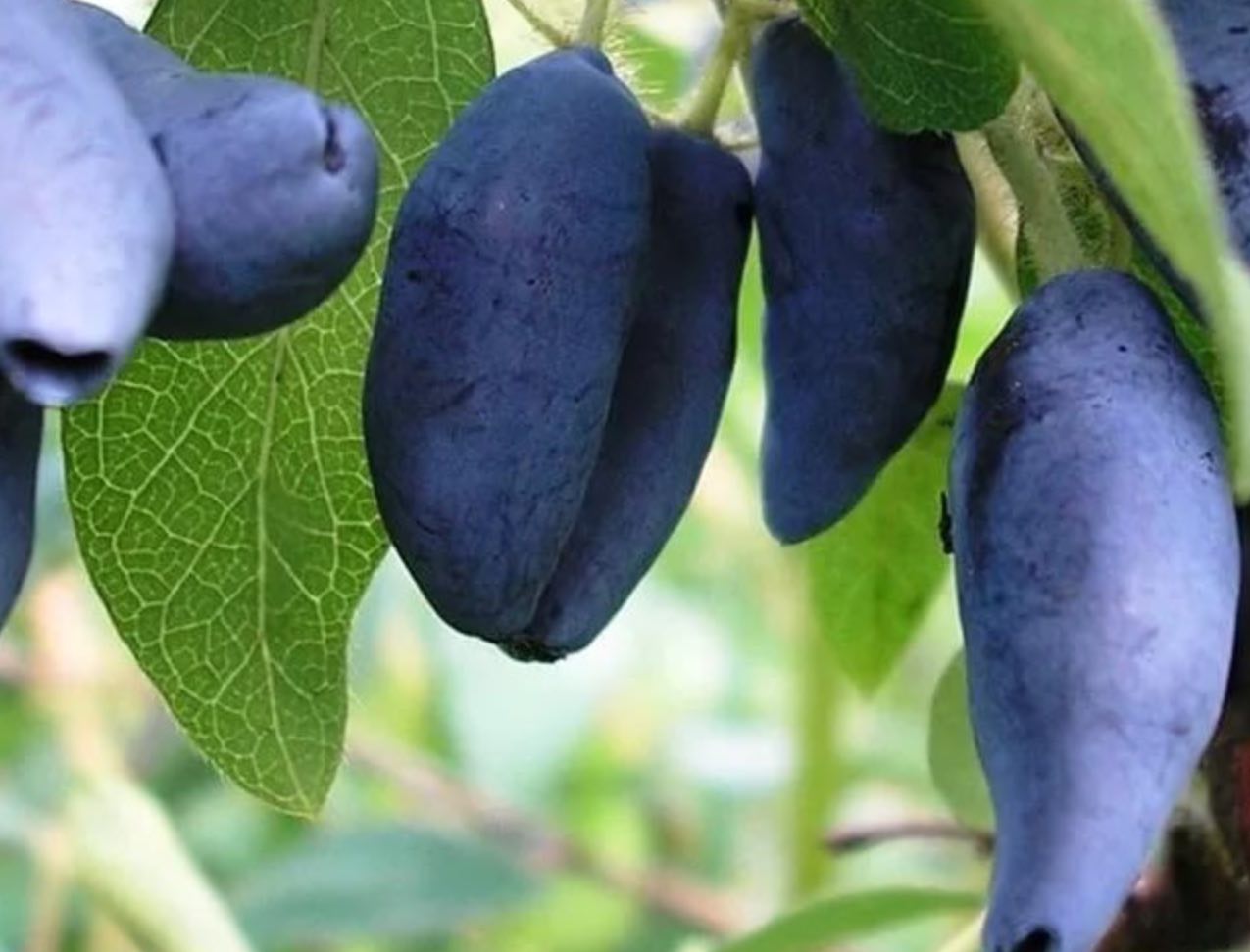 Купить саженцы жимолости  3 года