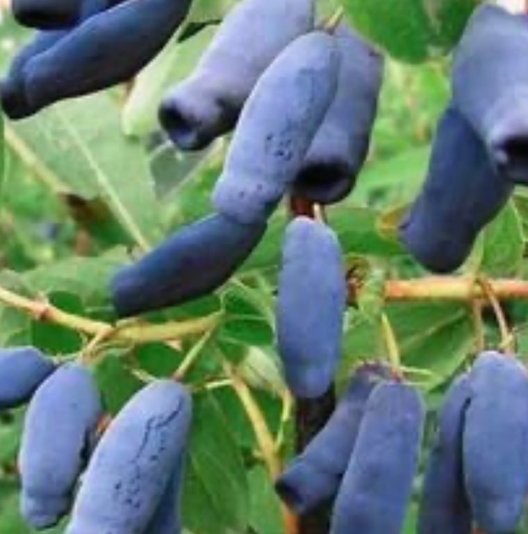 Купить саженцы жимолости 3 года