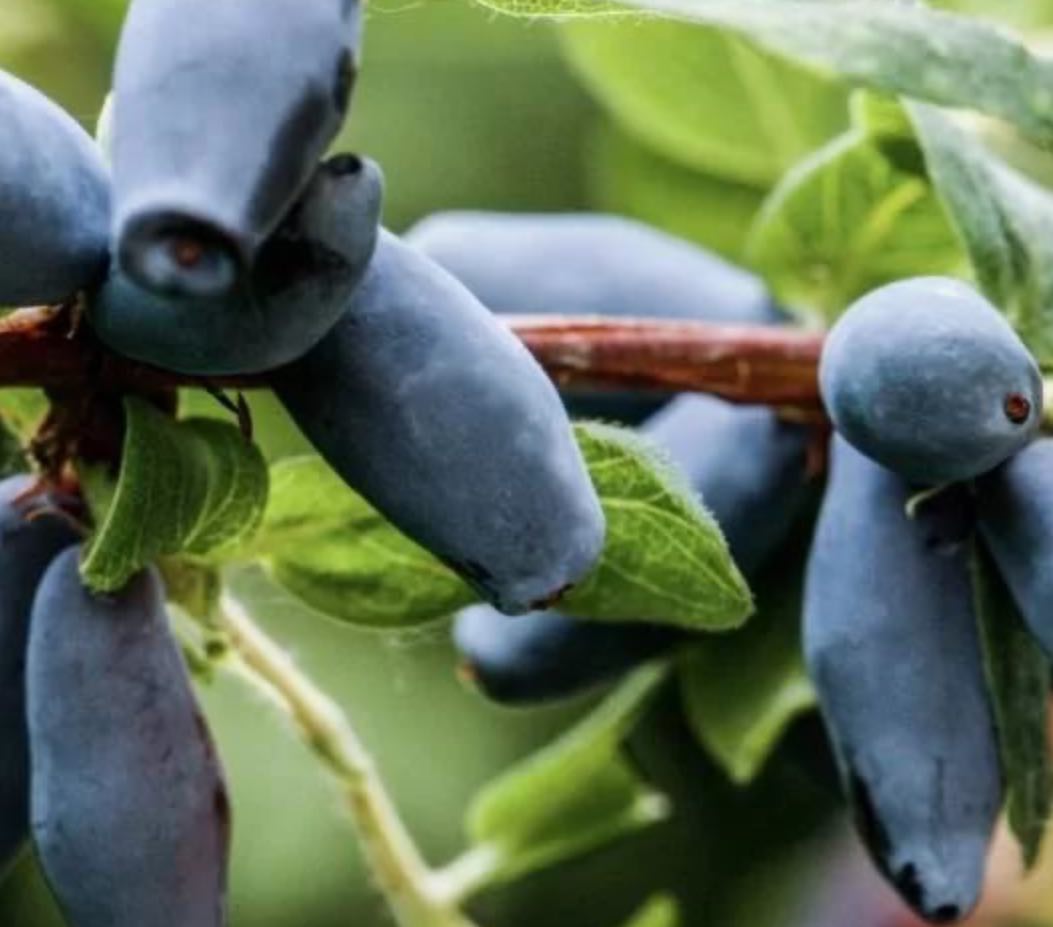 Купить саженцы жимолости 3 года